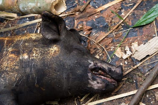 Roasting a pig during a death fest in the Toraja society, Tana Toraja, Sulawesi, Indonesia