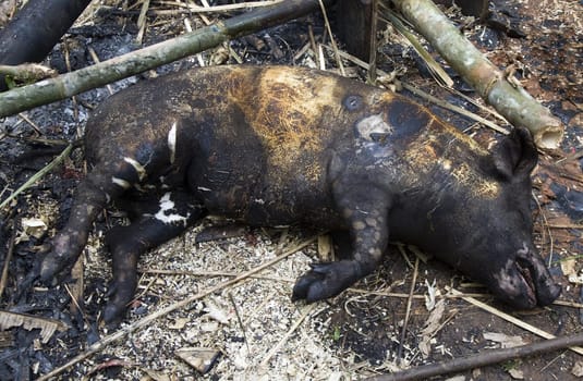 Roasting a pig during a death fest in the Toraja society, Tana Toraja, Sulawesi, Indonesia