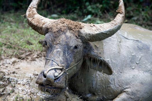 Water buffalo in the mud