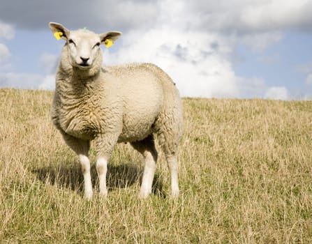 Curious sheep on a dike
