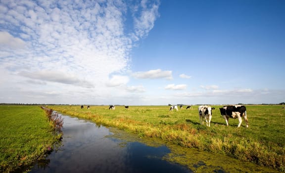 Dutch cows in the meadow
