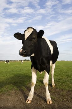 Dutch cow in the meadow