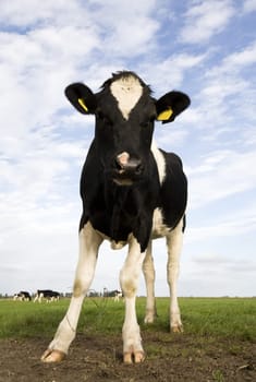 Dutch cow in the meadow