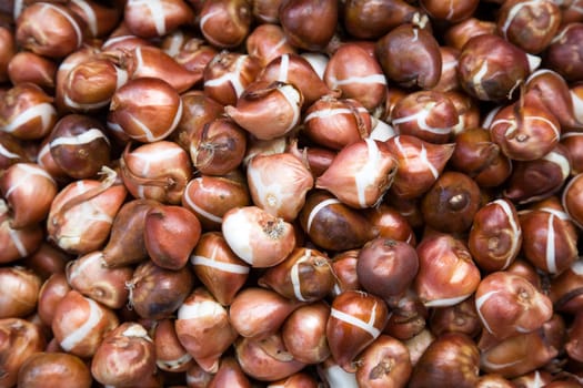 Many bulbs in a box on a market in Amsterdam
