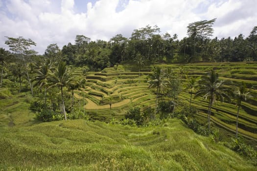 Rice paddies near Ubud in Bali, Indonesia