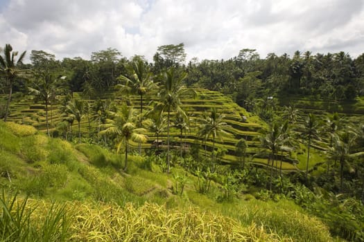 Rice paddies near Ubud in Bali, Indonesia