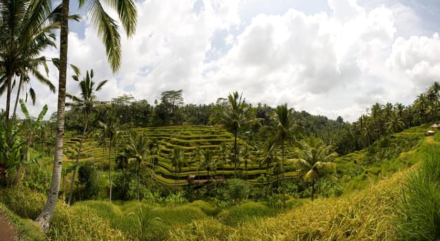 Rice paddies near Ubud in Bali, Indonesia