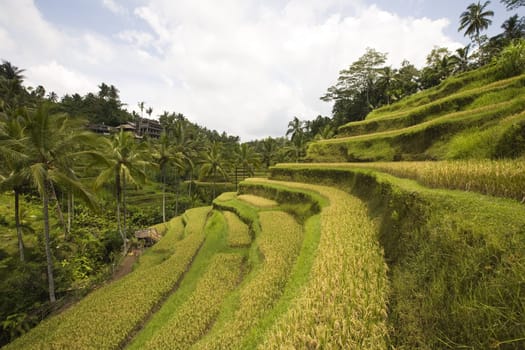 Rice paddies near Ubud in Bali, Indonesia