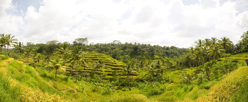 Rice paddies near Ubud in Bali, Indonesia
