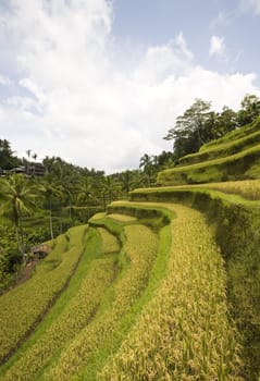 Rice paddies near Ubud in Bali, Indonesia