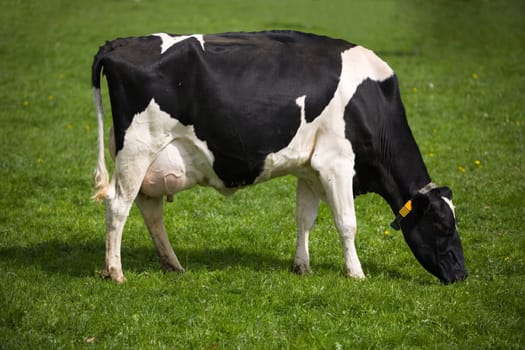 Dutch cow in the meadow