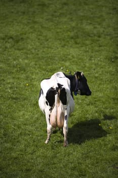 Dutch cow in the meadow