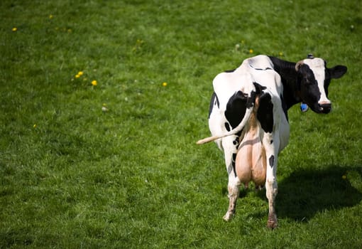 Dutch cow in the meadow