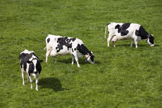 Dutch cows in the meadow