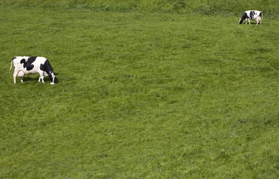 Dutch cows in the meadow