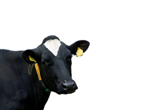 Dutch cow in the meadow