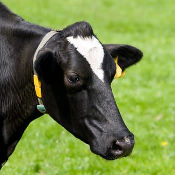 Dutch cow in the meadow