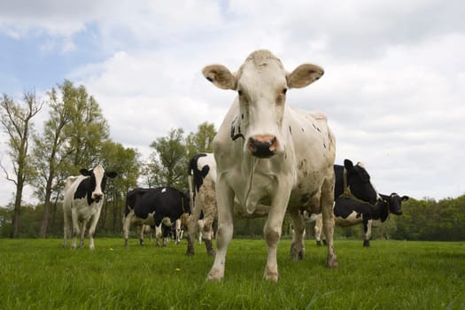 Dutch cows in the meadow