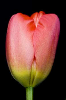 Close up of the head of a red tulip