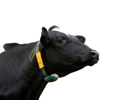 Dutch cow in the meadow
