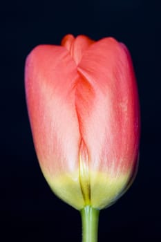 Close up of the head of a red tulip