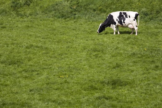 Dutch cow in the meadow