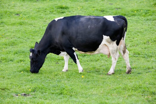 Dutch cow in the meadow