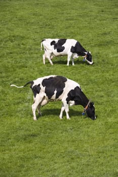 Dutch cows in the meadow