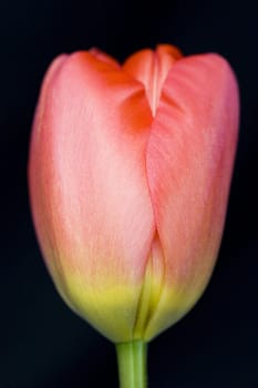 Close up of the head of a red tulip