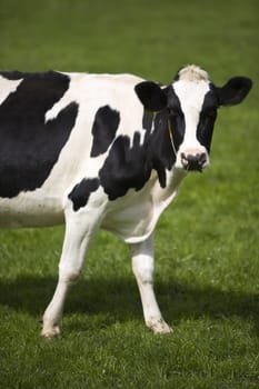 Dutch cow in the meadow