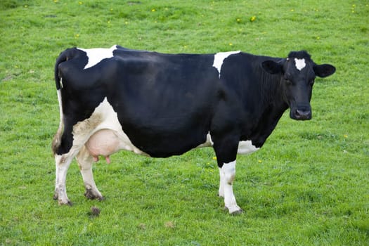 Dutch cow in the meadow