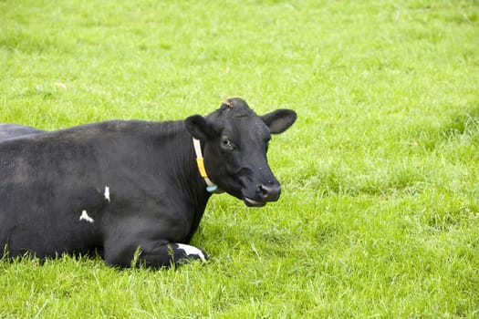 Dutch cow in the meadow