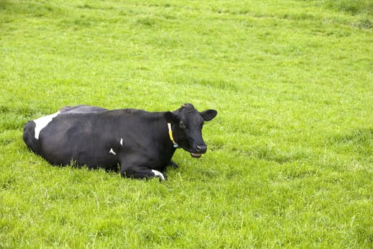 Dutch cow in the meadow