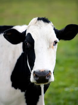 Dutch cow in the meadow