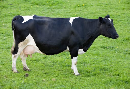 Dutch cow in the meadow