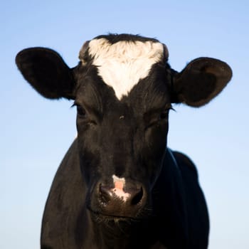 Dutch cow in the meadow