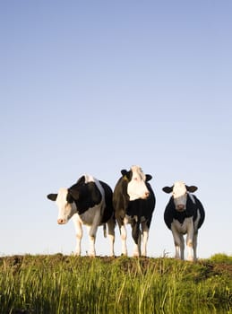 Dutch cows in the meadow