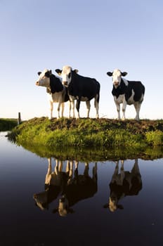 Dutch cows in the meadow