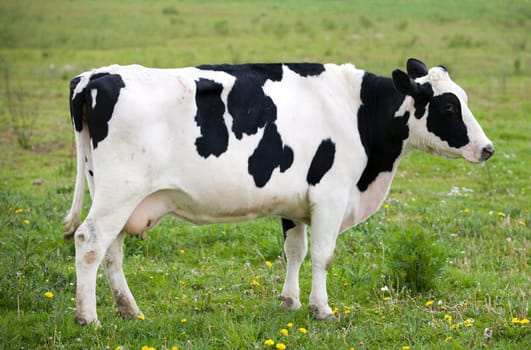 Dutch cow in the meadow