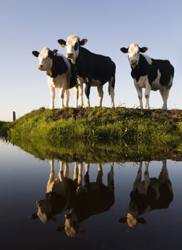 Dutch cows in the meadow
