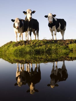 Dutch cows in the meadow