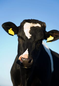 Dutch cow in the meadow