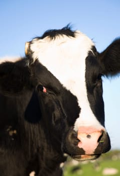 Dutch cow in the meadow