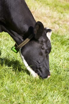 Dutch cow in the meadow