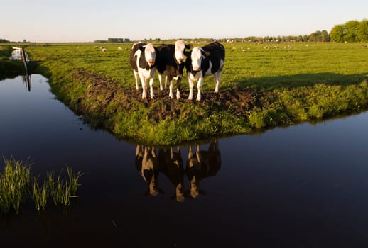 Dutch cows in the meadow