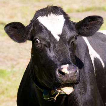 Dutch cow in the meadow