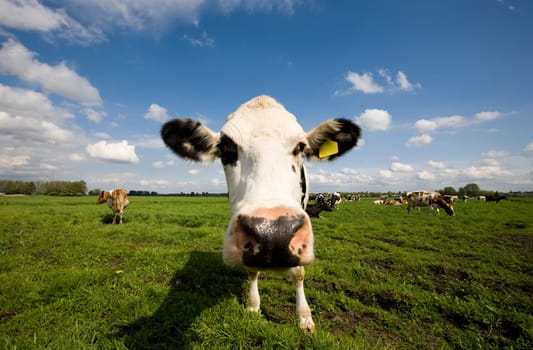 Portrait of a Dutch cow