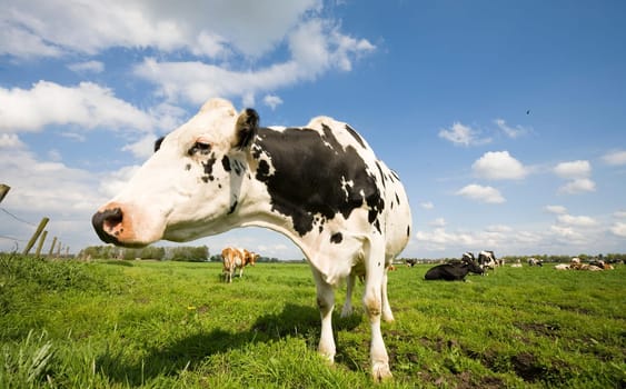 Portrait of a Dutch cow