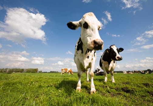 Portrait of a Dutch cow