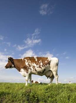 Portrait of a Dutch cow